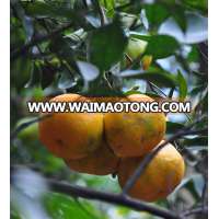 Factory price mandarin orange sweet ponkan