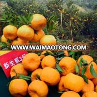 Fresh fruit Chinese new year honey ponkan malaysia