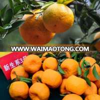 2017 Fresh citrus fruit mandarin ponkan