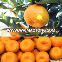 Fresh orange fruit tangerine mandarin orange ponkan