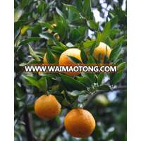 Fresh ponkan lugan orange