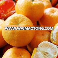 Sweet and juicy mandarin orange delicious lugan