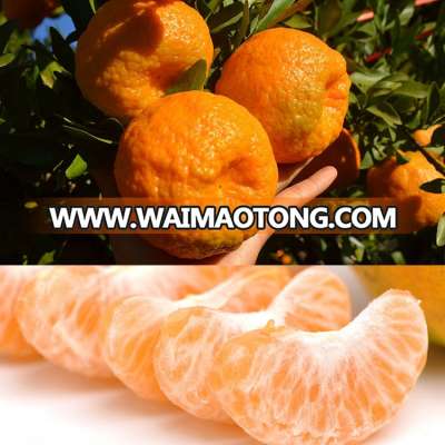 2017 Fresh citrus fruit mandarin ponkan