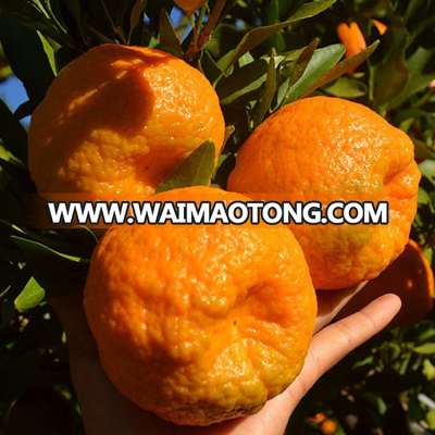 Ponkan mandarin fruit