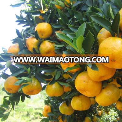 New crop super honey ponkan orange