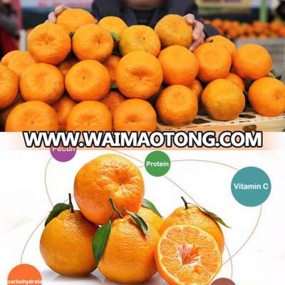 Fresh China Hubei ponkan lugan orange fruit