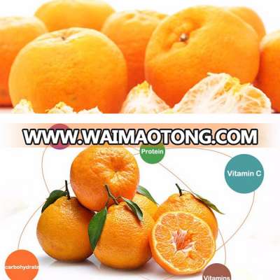 Fresh ponkan mandarin navel orange Chinese new year