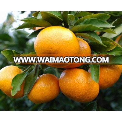 lugan export from Chinese factory orchard