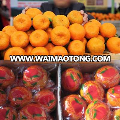 Fresh ponkan mandarin citrus fruit