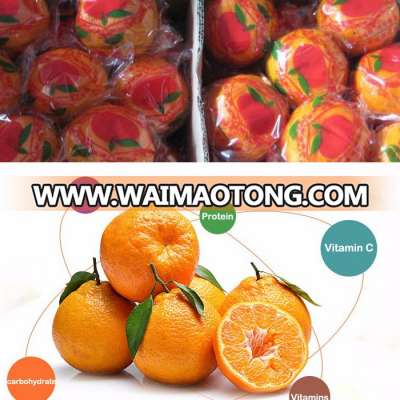 Fresh citrus fruit Chinese new year ponkan orange