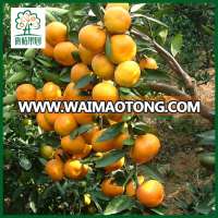 Fresh honey mandarin orange in orchards