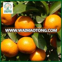 Sweet fremont mandarin fresh wholesale