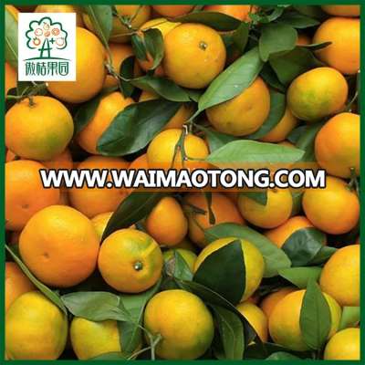 Names all fruits packing orange for export