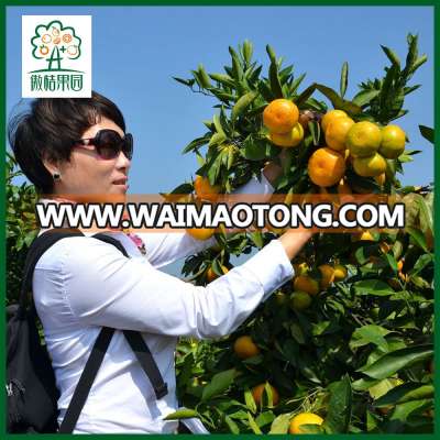 Organic agriculture mandarin fruit packing