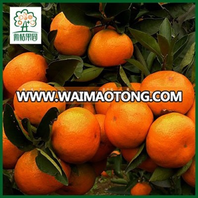 FRESH SATSUMA MANDARIN ORANGE