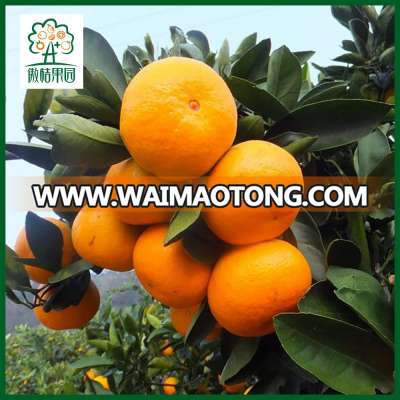 Best price good quality mandarins