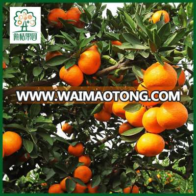 Mandarin orange freshly picked from plantation