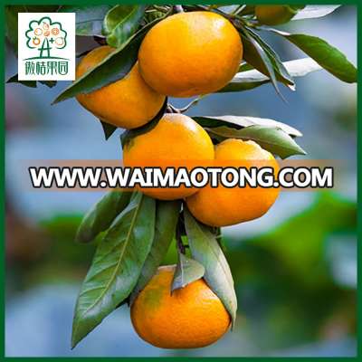 Fresh seedless sweet satsuma mandarin orange