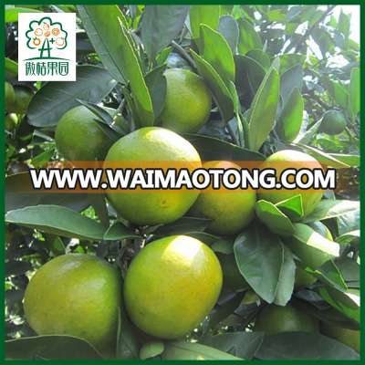 100% FRESH MANDARIN ORANGE CITRUS FRUITS