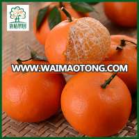 Bulk mandarin oranges for sale