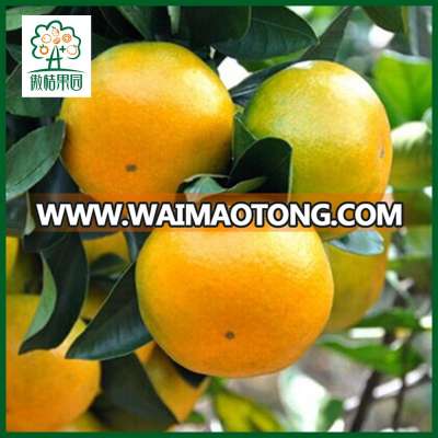 Fresh mandarine wholesale price