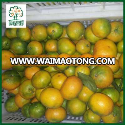 Organic citrus fruit mandarine oranges