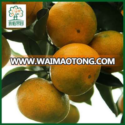 Wholesale price mandarin orange