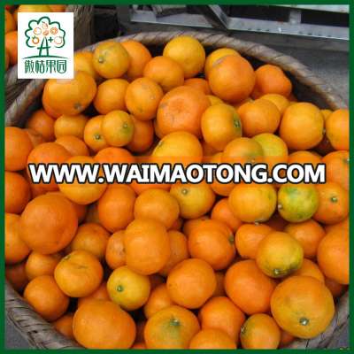 Fresh tangerine mandarina 2017