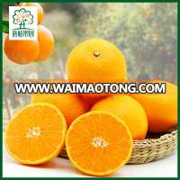 CITRUS FRUIT EXPORTER FROM CHINA