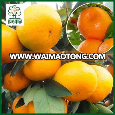 Big sales mandarin orange fruit fresh