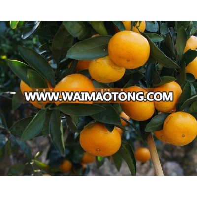 China seasonal fruit mandarin orange in Yichang