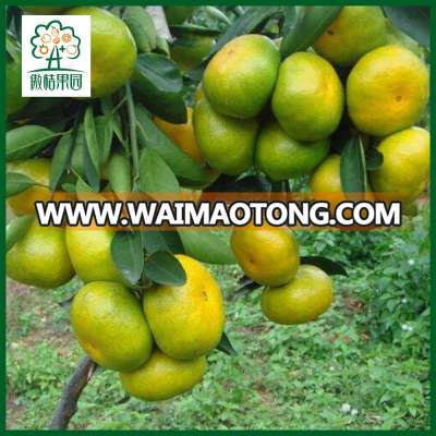 China fresh fruit mandarin orange pack