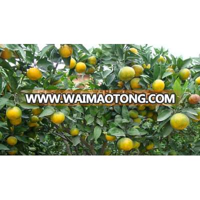 Bulk fresh quince fruits for sale