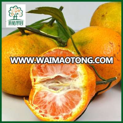 Wholesale mandarin orange fruit fresh