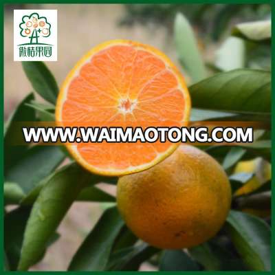 Good quality mandarin oranges lemon fruit fresh