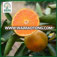 Good quality mandarin oranges lemon fruit fresh