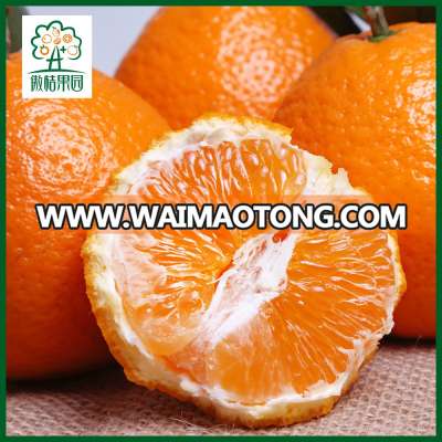 Big sale mandarin orangina fruit fresh