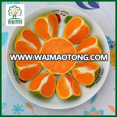 Fresh mandarine wholesale