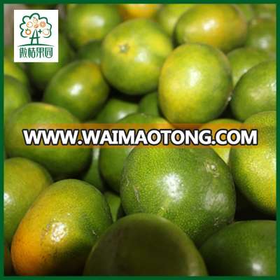 Famous fruit in China mandarin orange fresh