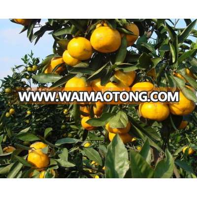 Tangerines and lemon on sale