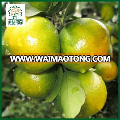 Original supplier mandarin orange fruit price