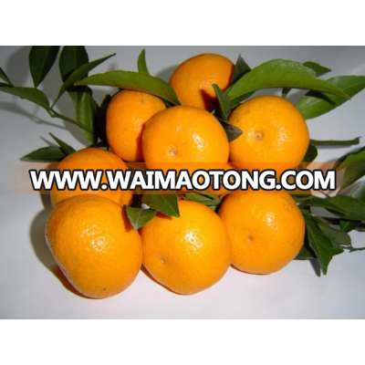 List of yellow fruits bulk fruit mandarin