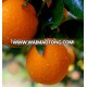 Special flavor bulk wholesale orange fruit