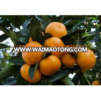 Hot selling Chinese honey mandarin