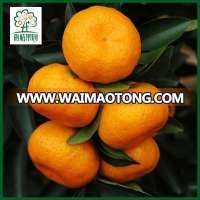 Sugar baby honey mandarin for sale