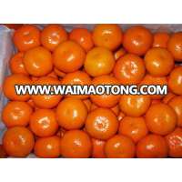 Honey citrus baby mandarin wholesaler