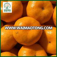 Small Orange Baby Mandarin For Sale