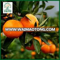 Big sale Chinese small mandarin oranges