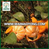 Juwang honey mandarin orange with good price