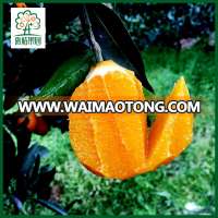 Fresh citrus fruits juicy orang fruits for sale